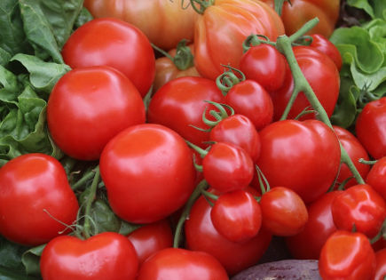 Tomates ecologicos